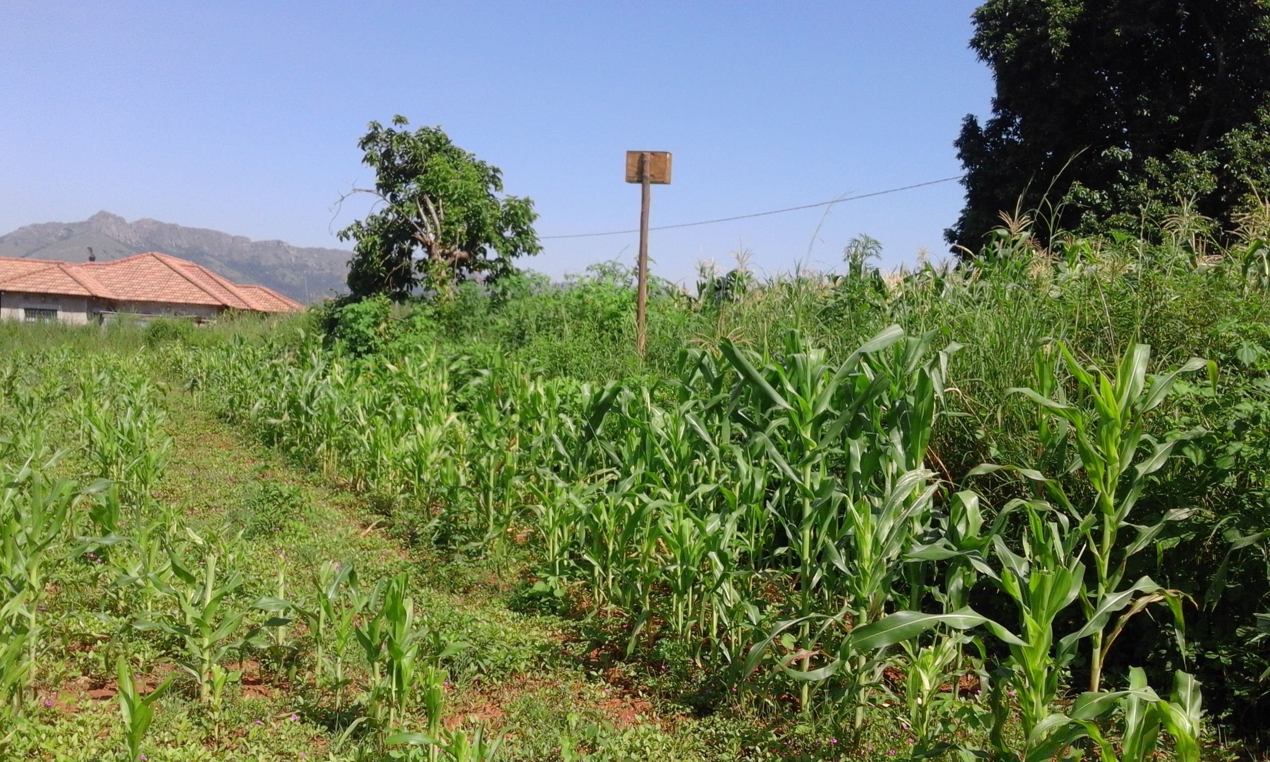 Maize field with owl box